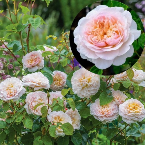 Rosa 'Emily Brontë' - Roos 'Emily Brontë' C4/4L